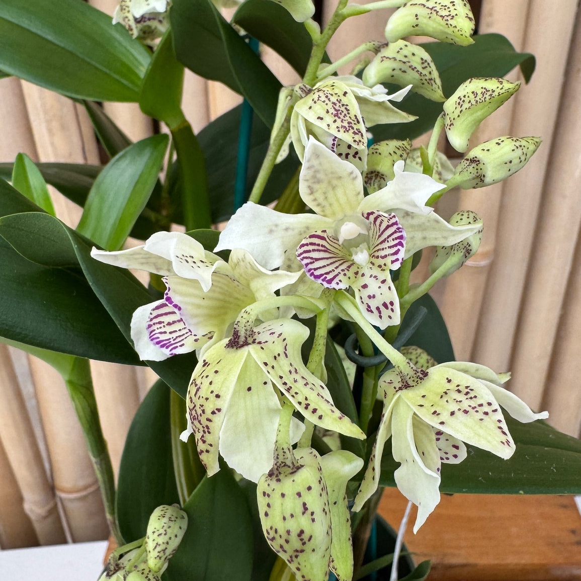 Den. Winter Pixie x Den. normanbyense (5.5" Pot) - Multispiking