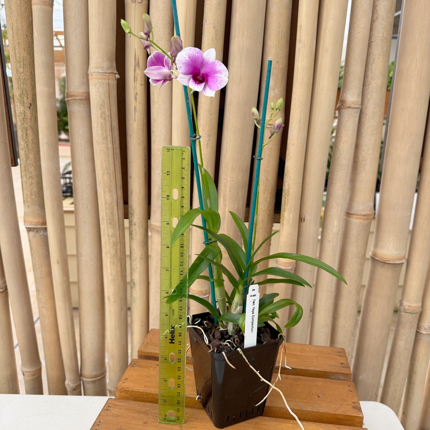 Den. Yaya Compactum (4"Pot) - Buds