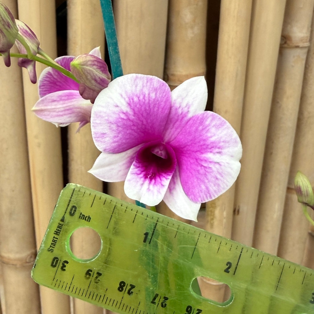 Den. Yaya Compactum (4"Pot) - Buds