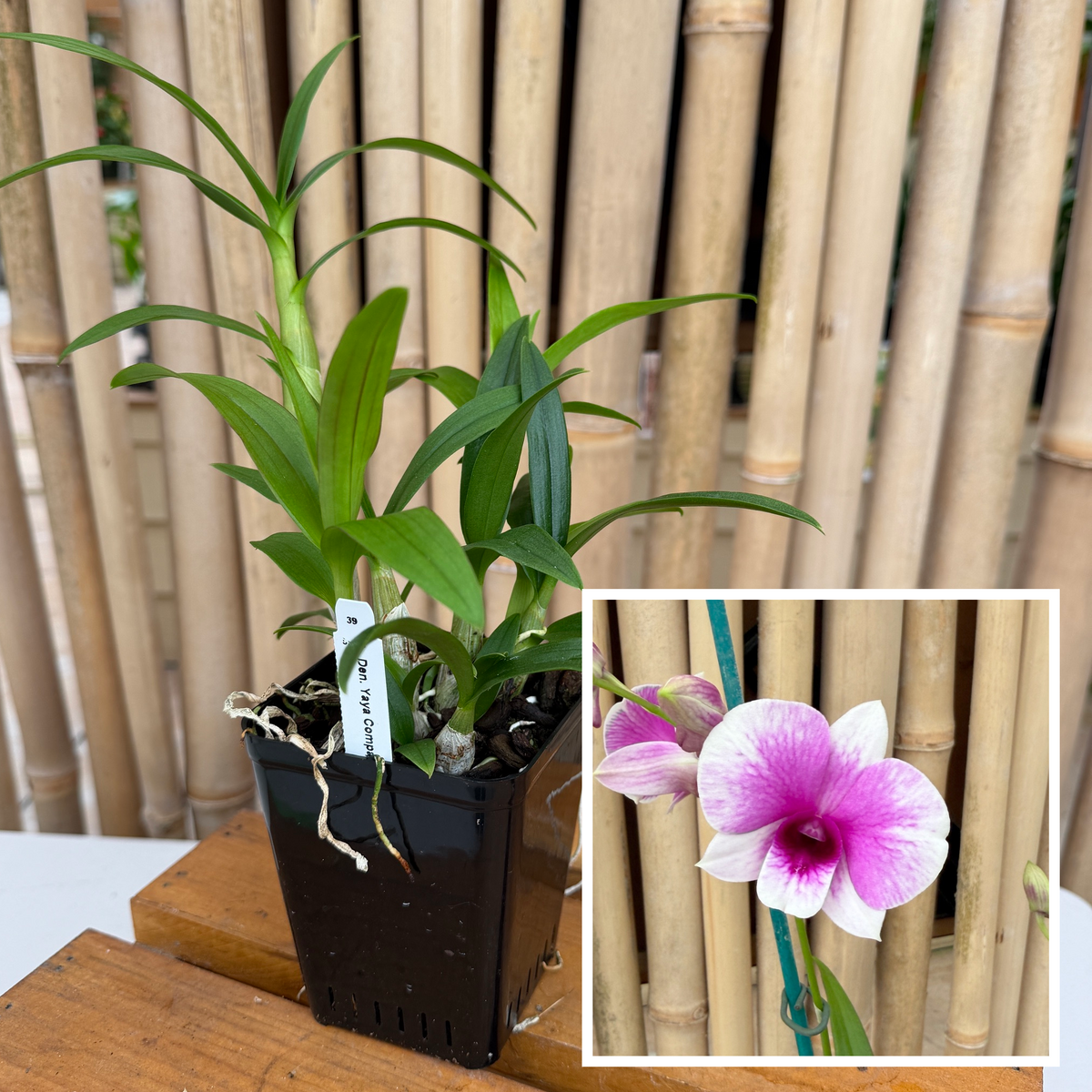 Den. Yaya Compactum (4"Pot) - Not Blooming