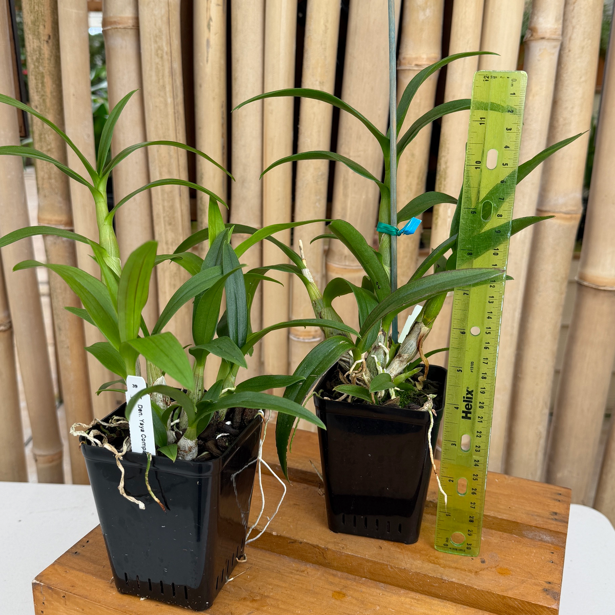 Den. Yaya Compactum (4"Pot) - Not Blooming