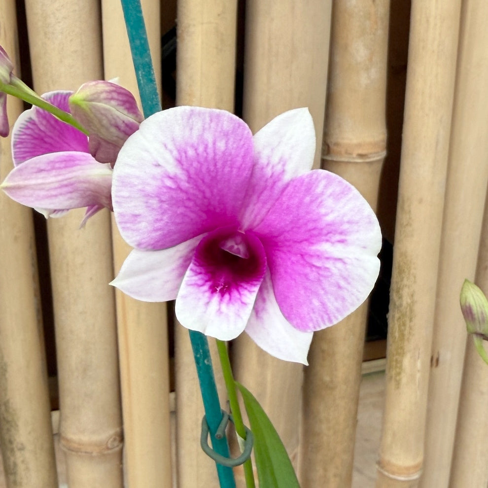 Den. Yaya Compactum (4"Pot) - Buds