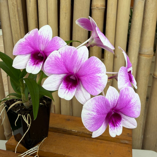 Den. Yaya Compactum (4"Pot) - Buds
