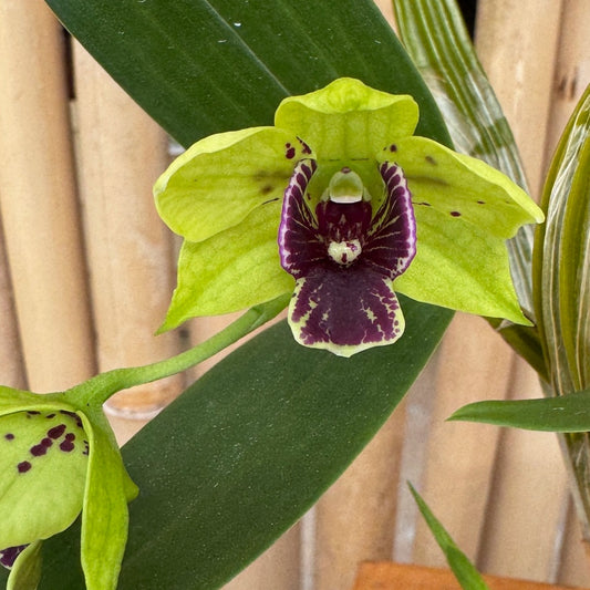 Den. Andreé Millar (atroviolaceum x convolutum) (4" Pot)