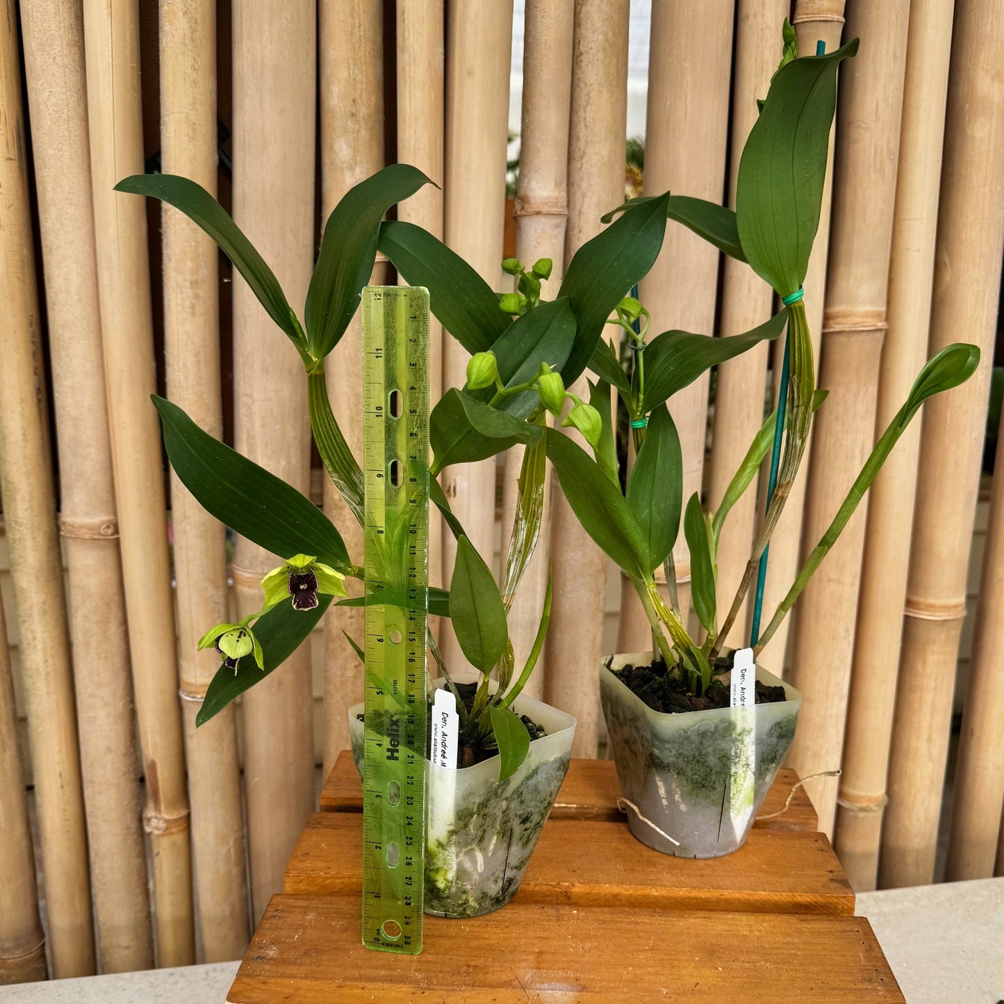 Den. Andreé Millar (atroviolaceum x convolutum) (4" Pot)