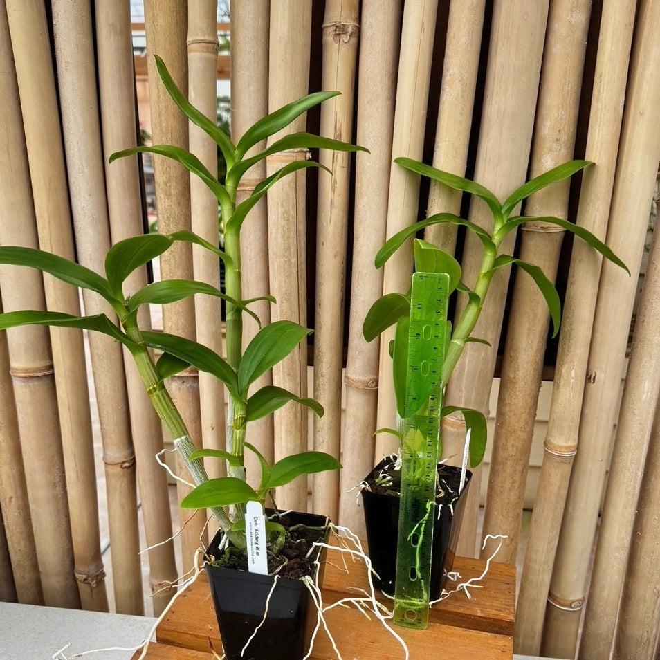 Dendrobium Aridang Blue (4" Pot) - Not Blooming