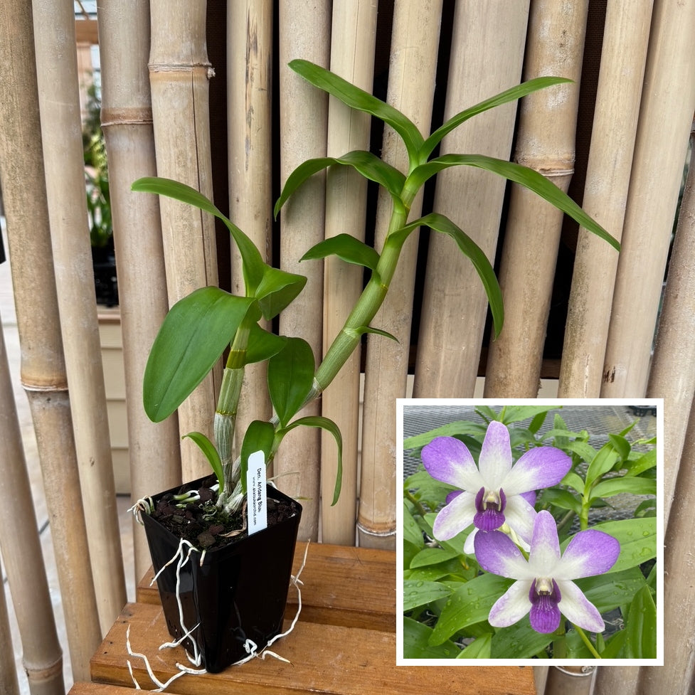 Dendrobium Aridang Blue (4" Pot) - Not Blooming