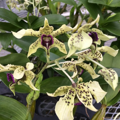 Den.  Little Atro (4" Pot) - Buds