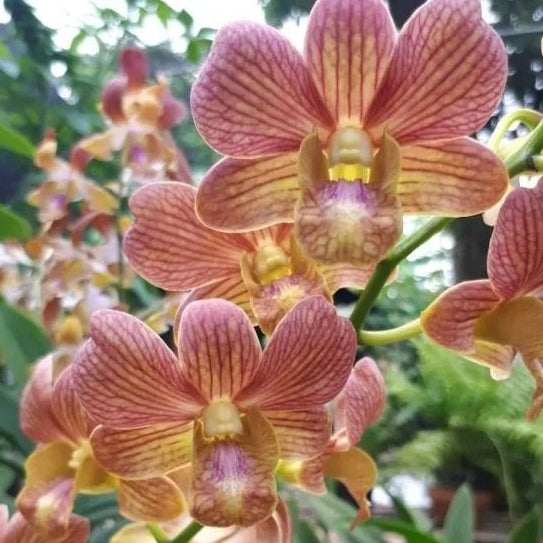 Dendrobium Buddy Brown (4" Pot) - Budded