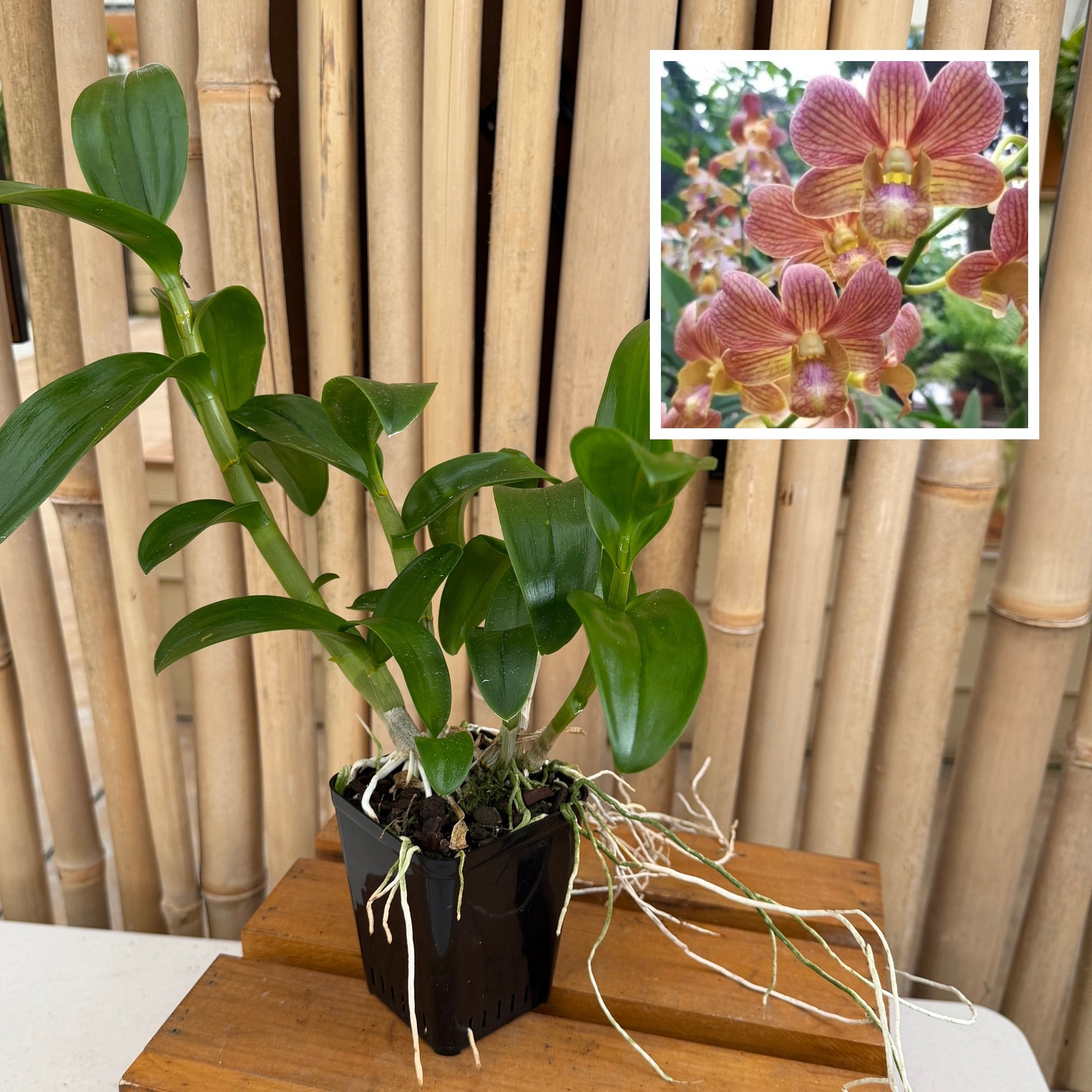 Dendrobium Buddy Brown (4