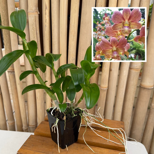 Dendrobium Buddy Brown (4" Pot) - Not Blooming