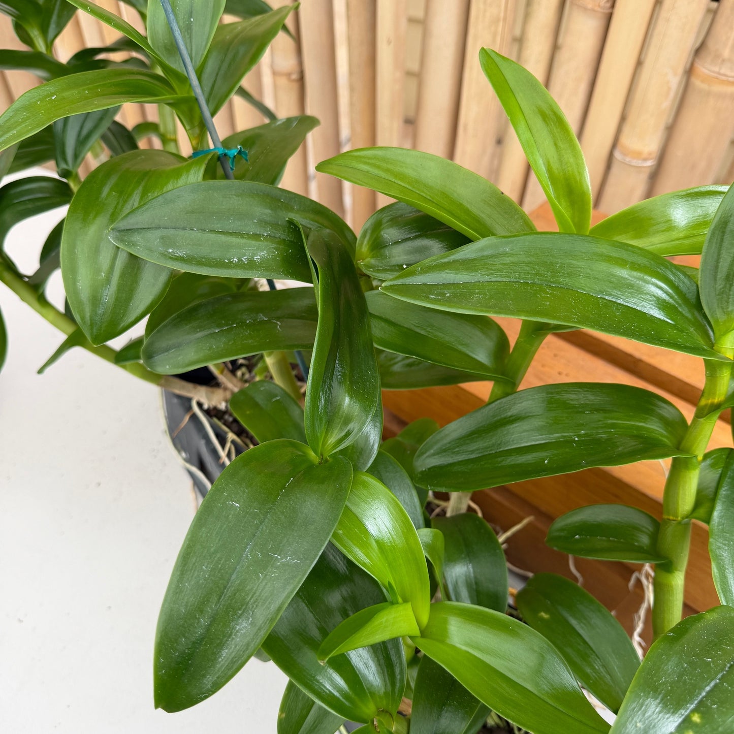 Dendrobium Buddy Brown (4" Pot) - Not Blooming