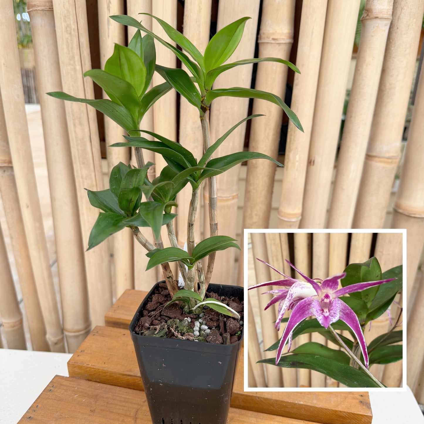 Den. Ellen (Den. kingianum x tetragonum) 4" Pot (Not Blooming)