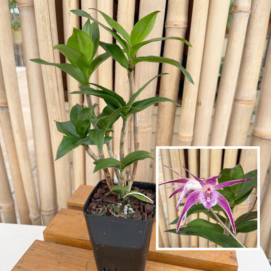 Den. Ellen (Den. kingianum x tetragonum) 4" Pot (Not Blooming)