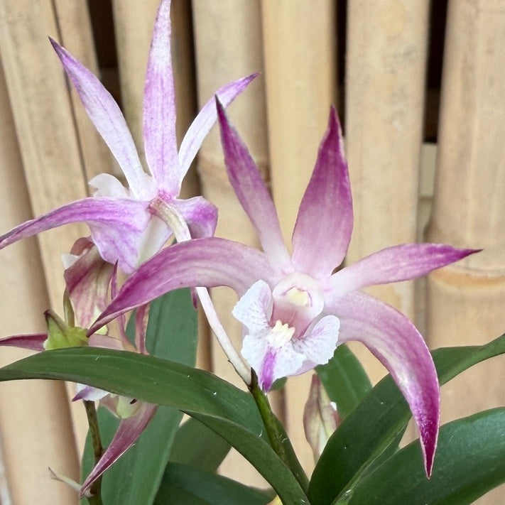 Den. Ellen (Den. kingianum x tetragonum) 4" Pot (Not Blooming)