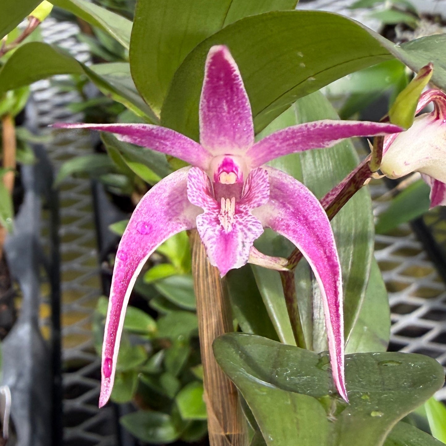 Den. Ellen (Den. kingianum x tetragonum) 4" Pot (Not Blooming)