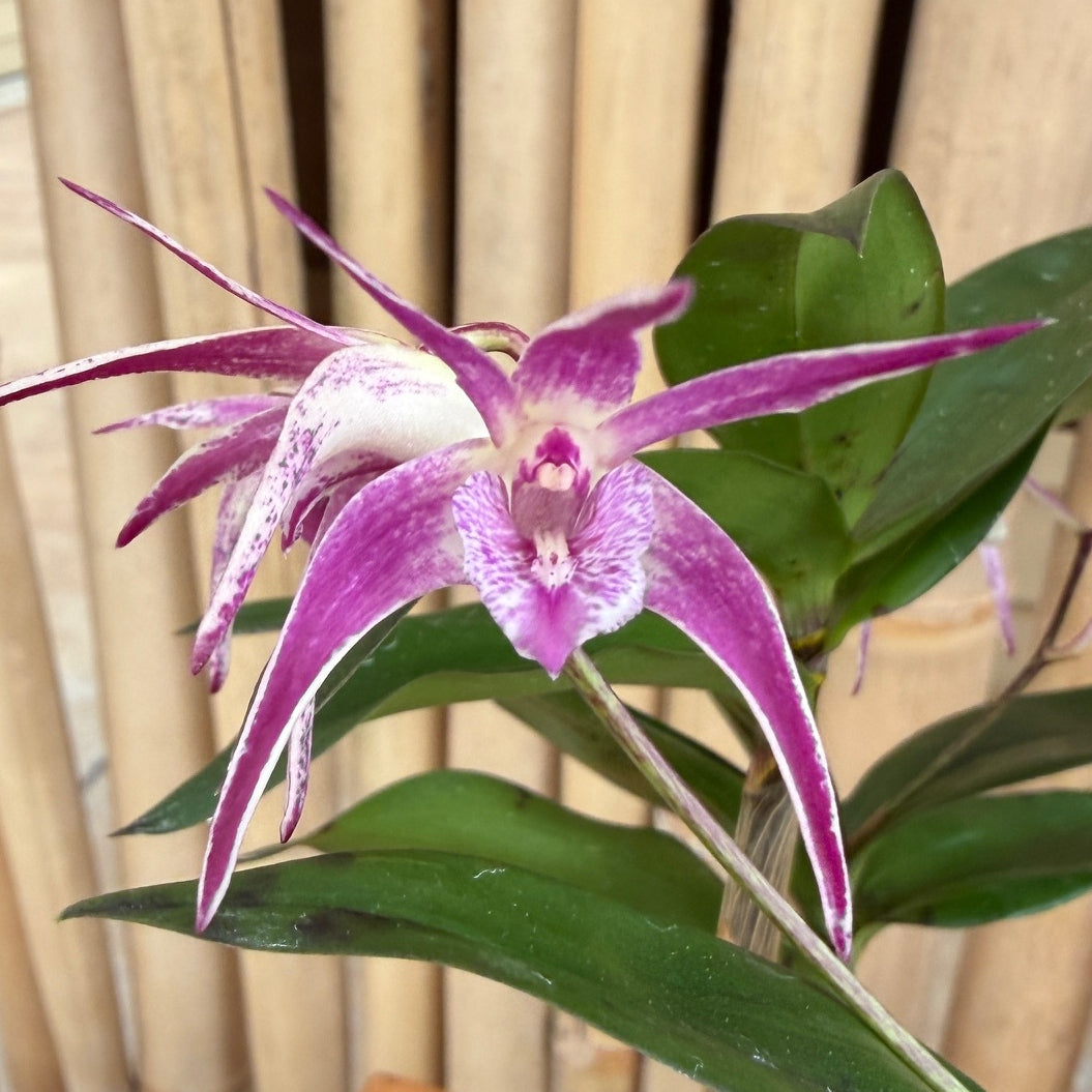 Den. Ellen (Den. kingianum x tetragonum) 4" Pot (Not Blooming)