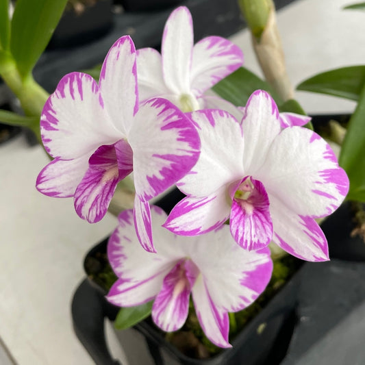 Den. Enobi Purple 'Splash' (4"Pot) - Buds