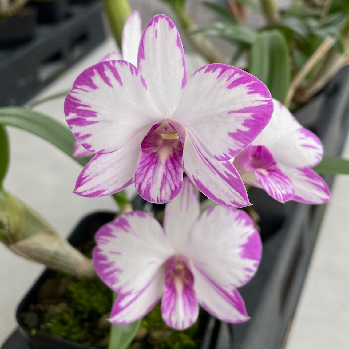 Den. Enobi Purple 'Splash' (4"Pot) - Buds