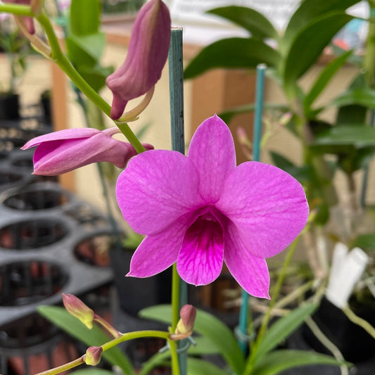 Den. Enobi Purple (Solid) - Buds
