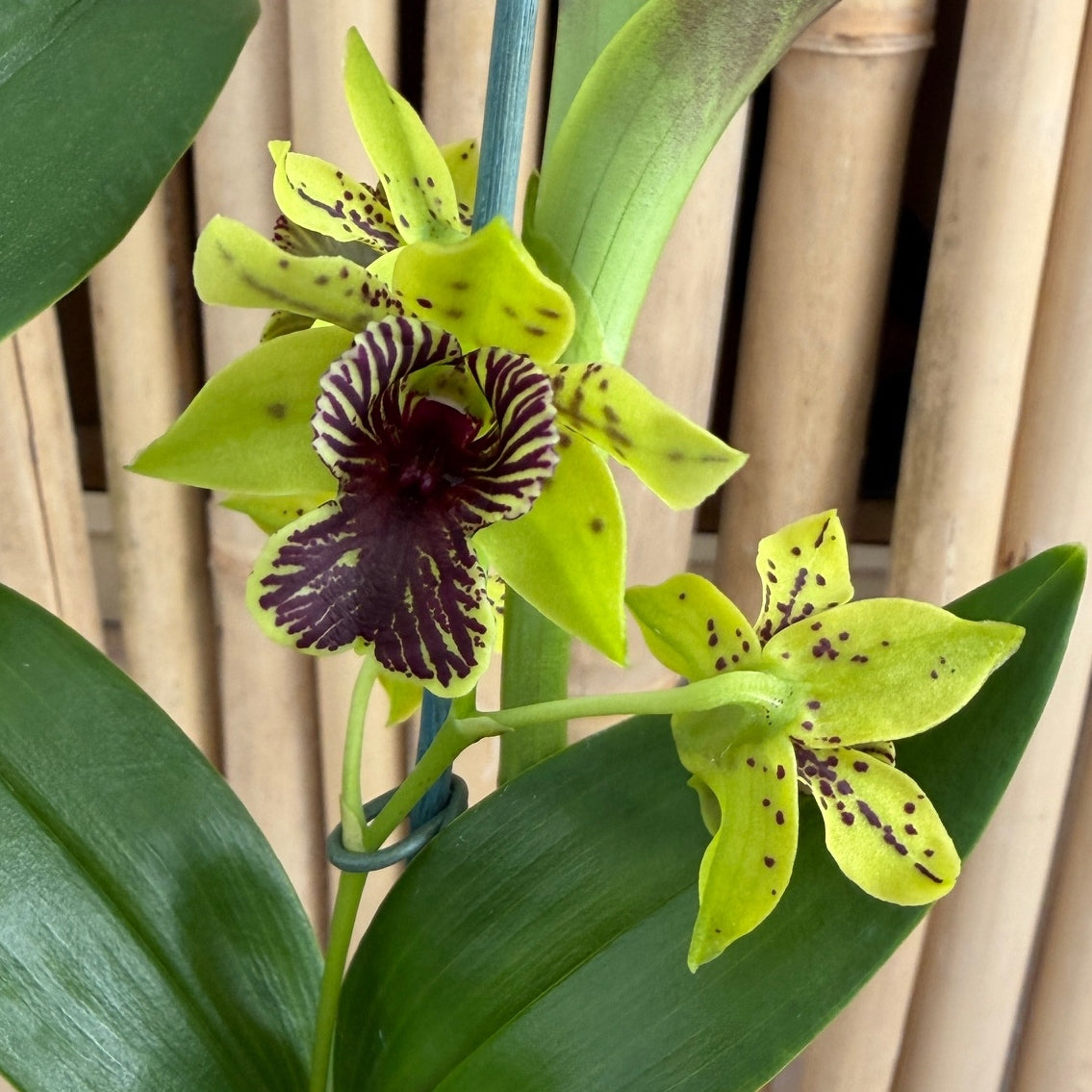 Den. Green Flash (4" Pot) - Buds