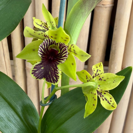 Den. Green Flash (4" Pot) - Buds