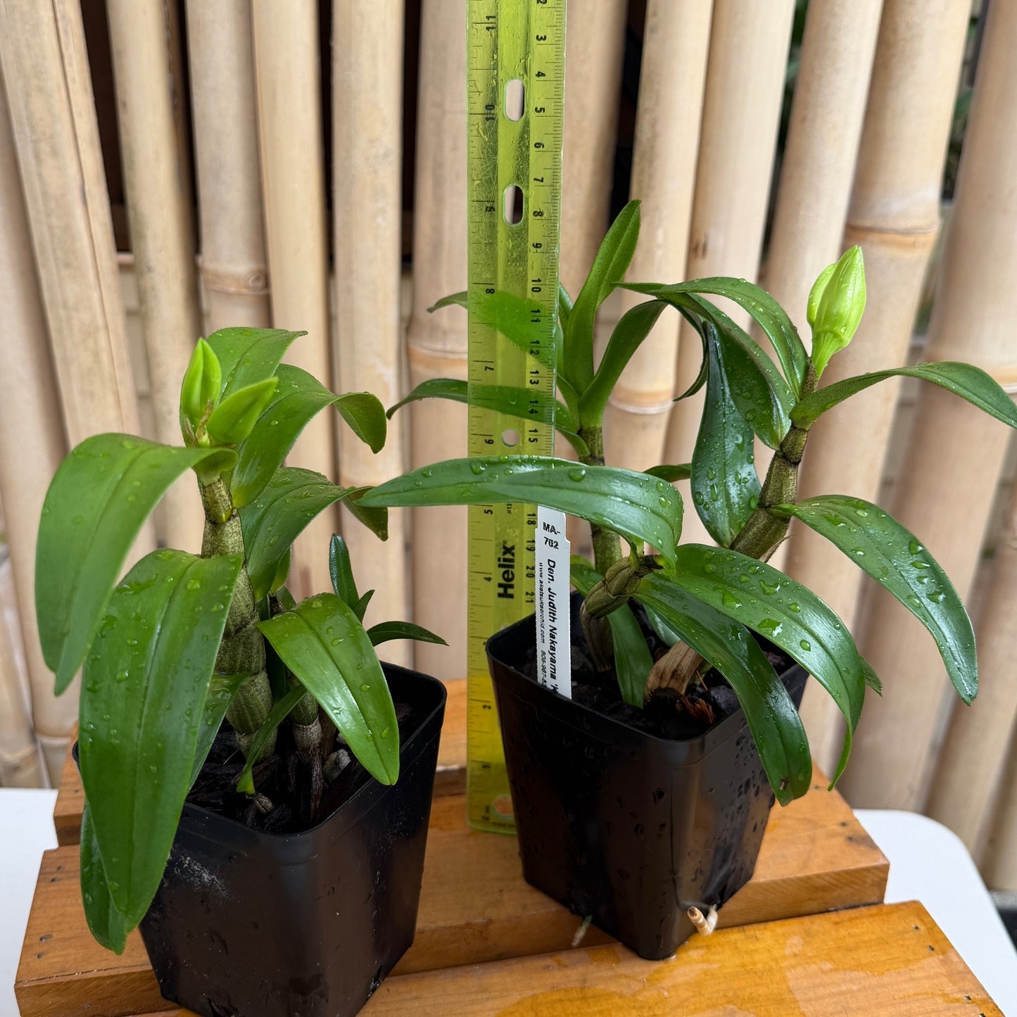 Den. Judith Nakayama 'Kaho’ohokuokalani' (4" Pot) - Buds