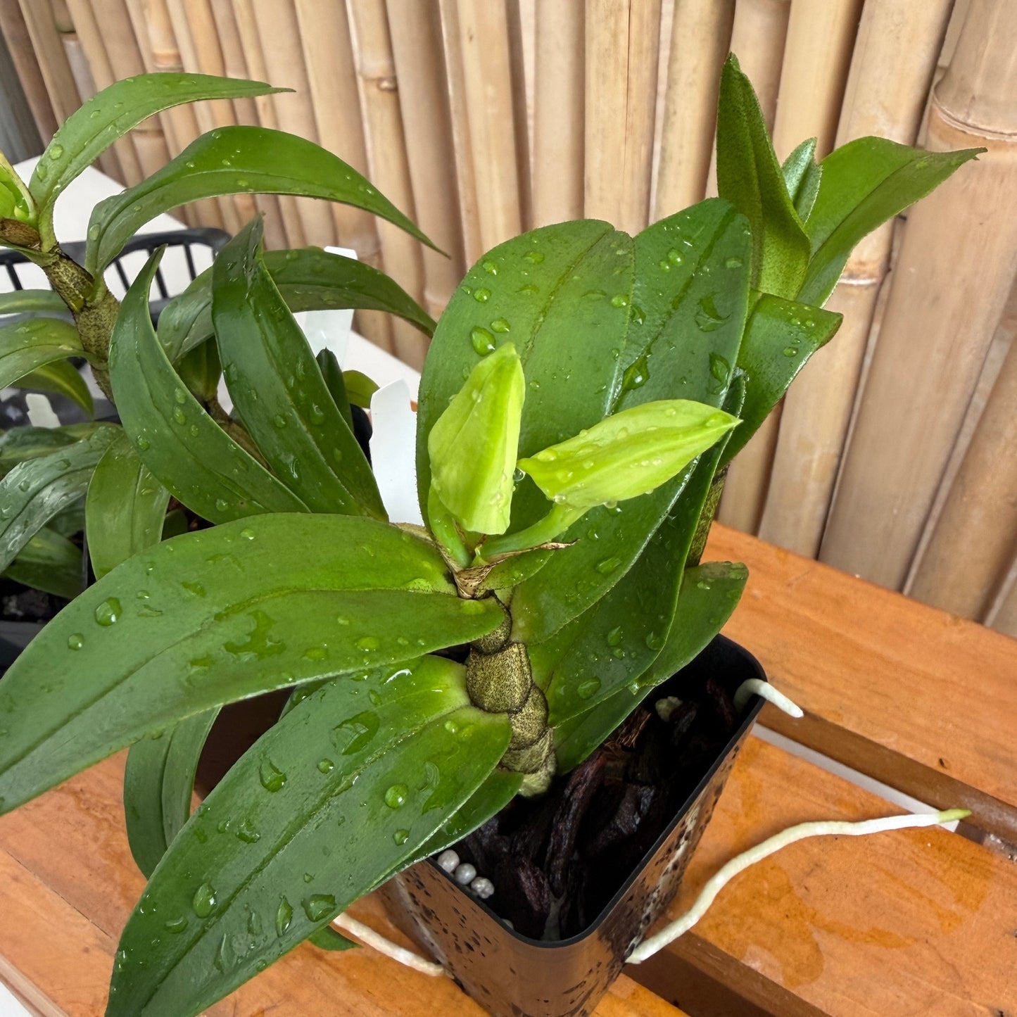 Den. Judith Nakayama 'Kaho’ohokuokalani' (4" Pot) - Buds