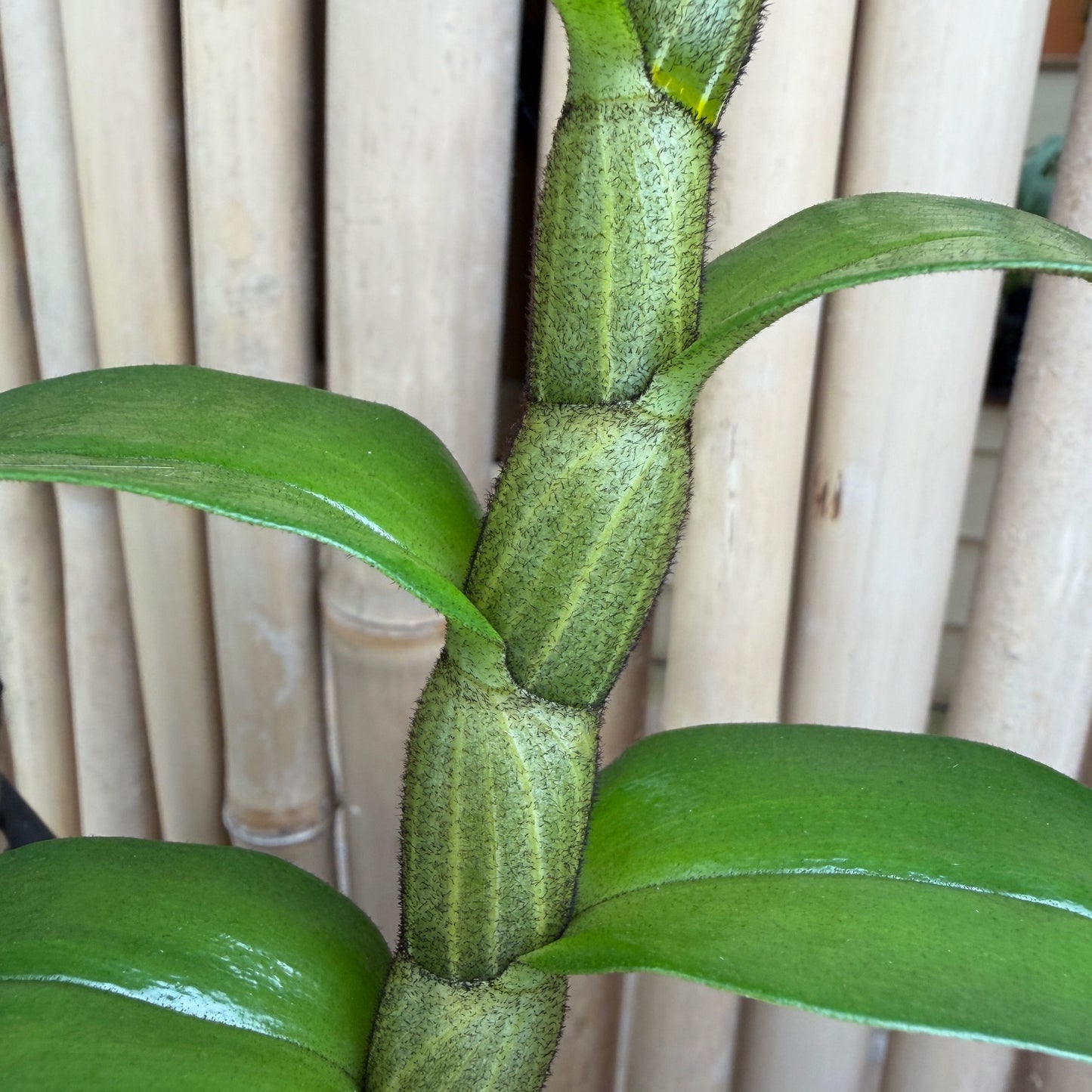 Den. Judith Nakayama 'Kaho’ohokuokalani' (4" Pot) - Not Blooming