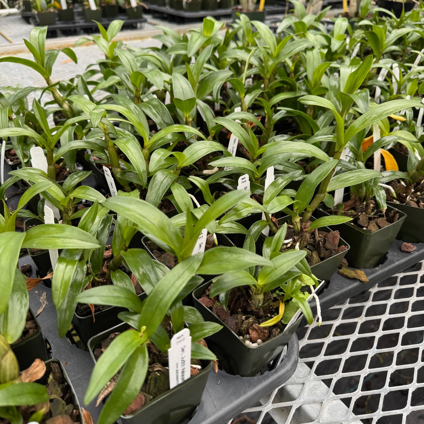 Dendrobium Judith Nakayama 'Kaho’ohokuokalani' (Starter-2.75" Pot)