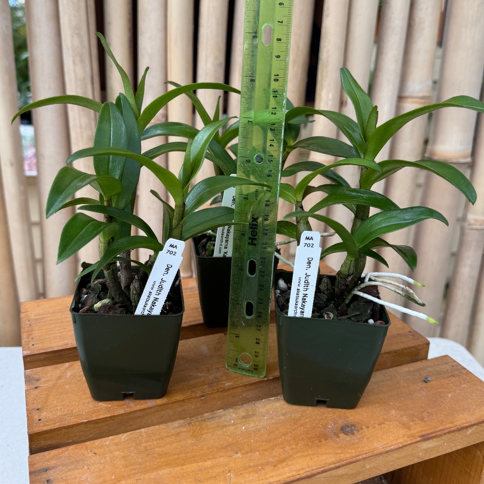 Dendrobium Judith Nakayama 'Kaho'ohokuokalani' (Starter-2.75