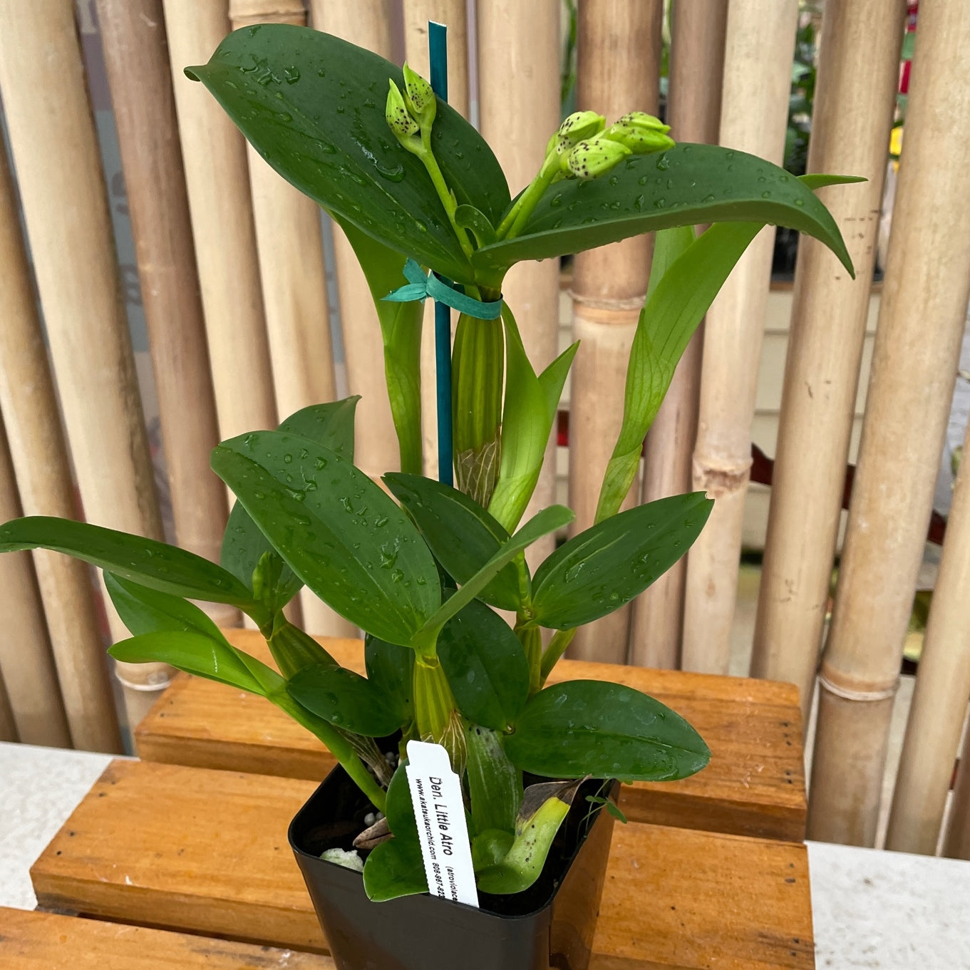 Den.  Little Atro (4" Pot) - Buds
