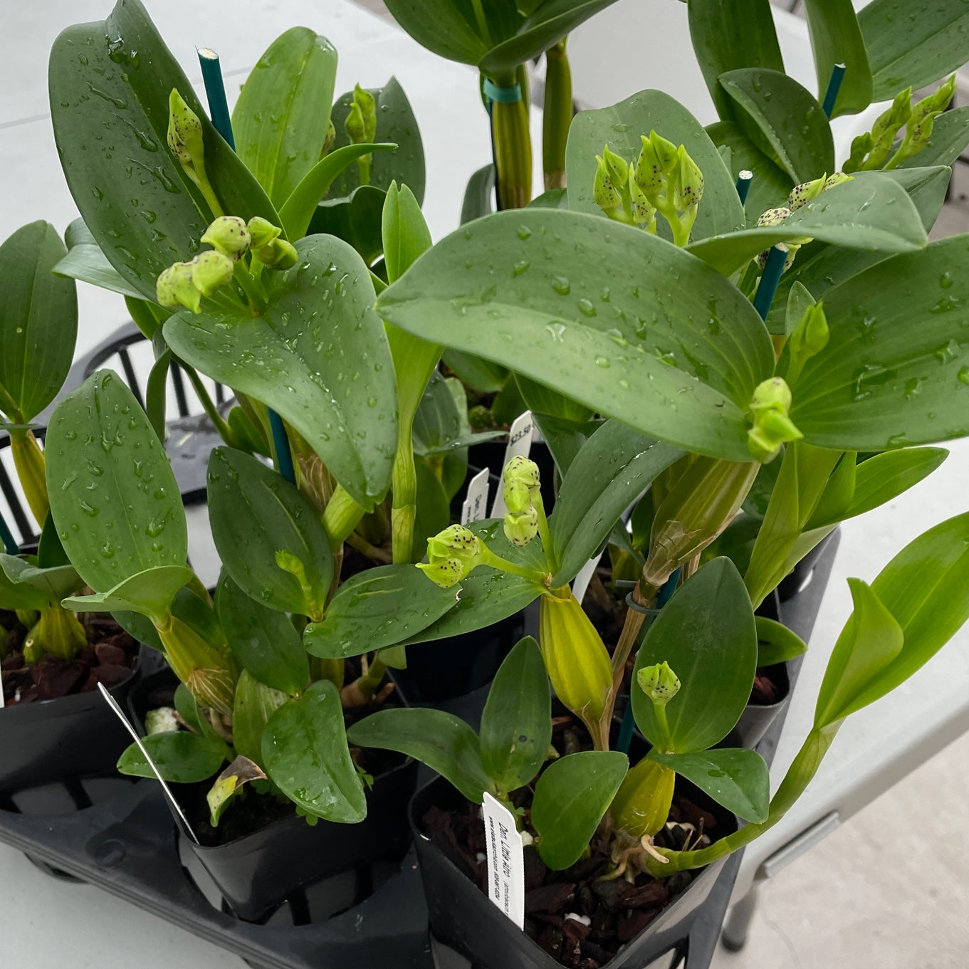 Den.  Little Atro (4" Pot) - Buds