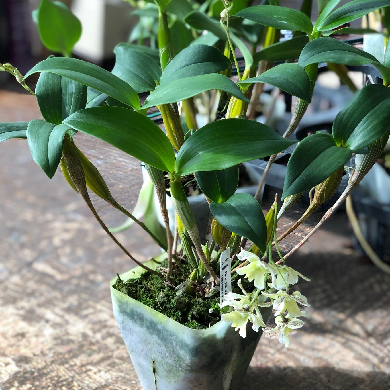 Den. Micro Chip (4" Pot) - Buds