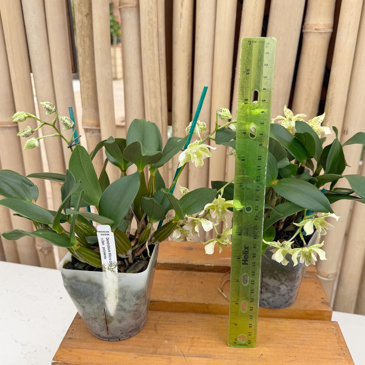 Den. Micro Chip x Den. polysema  (4" Pot) - Buds