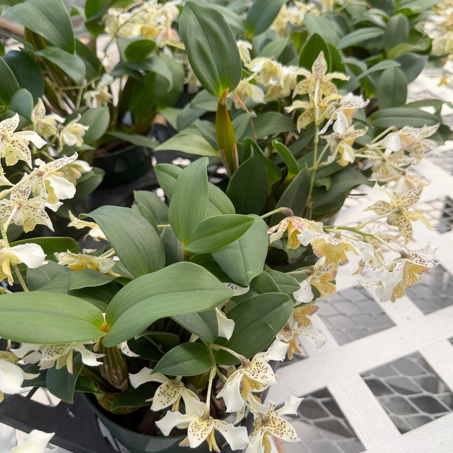 Den. Micro Chip x Den. polysema  (5.5" Pot) - OPEN BLOOM