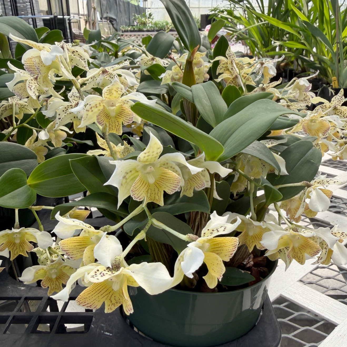 Den. Micro Chip x Den. polysema  (5.5" Pot) - OPEN BLOOM