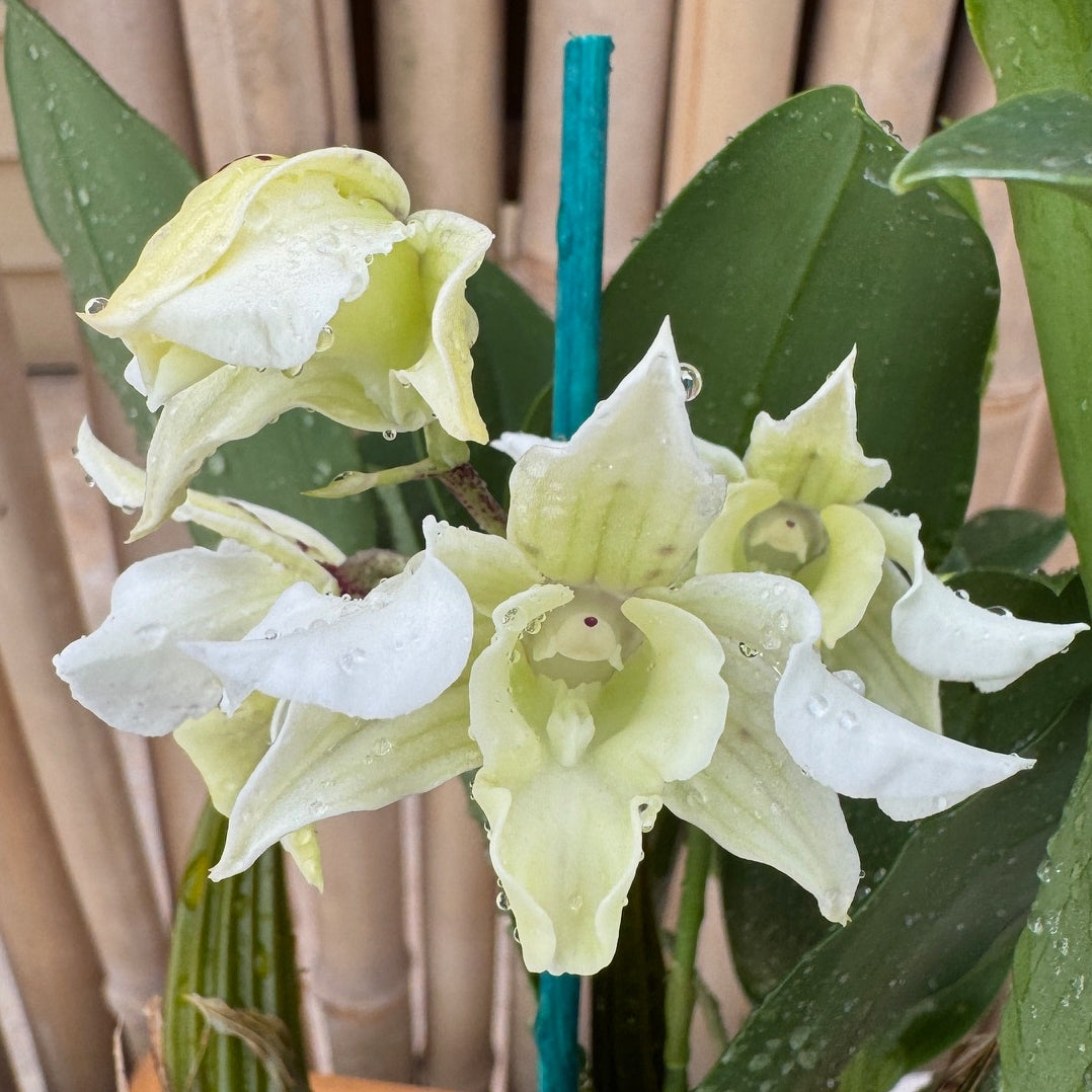 Dendrobium Micro Forbes (4" Pot) - Not Blooming