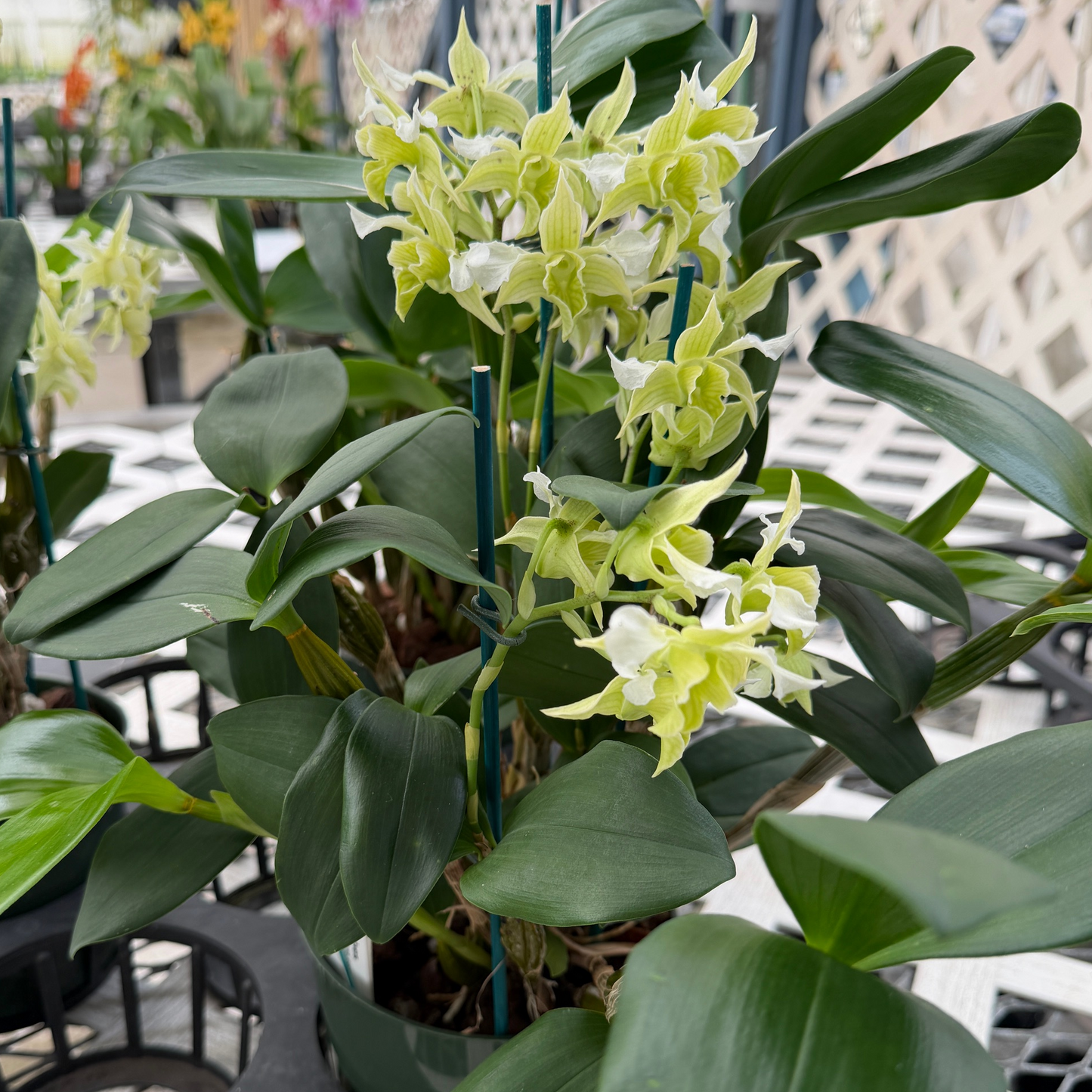 Dendrobium Micro Forbes (5.5" Pot) - OPEN BLOOMS