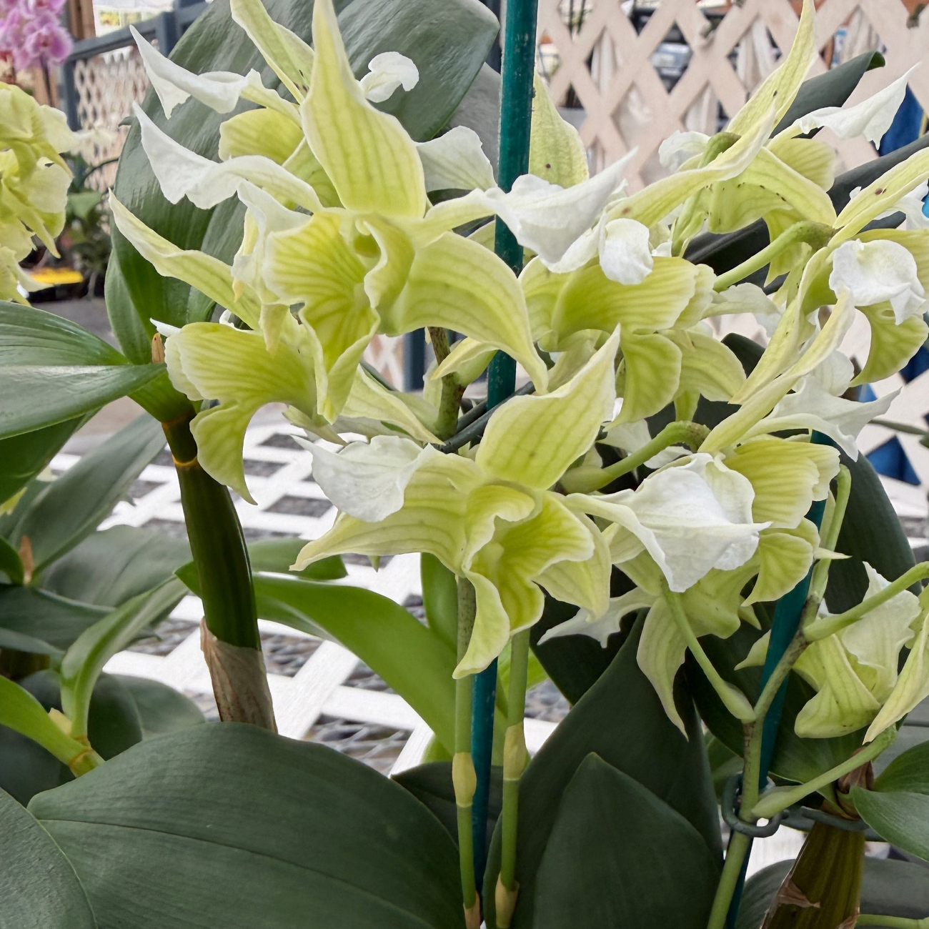 Dendrobium Micro Forbes (5.5" Pot) - OPEN BLOOMS