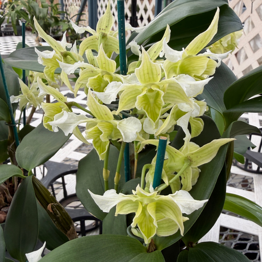 Dendrobium Micro Forbes (5.5" Pot) - OPEN BLOOMS