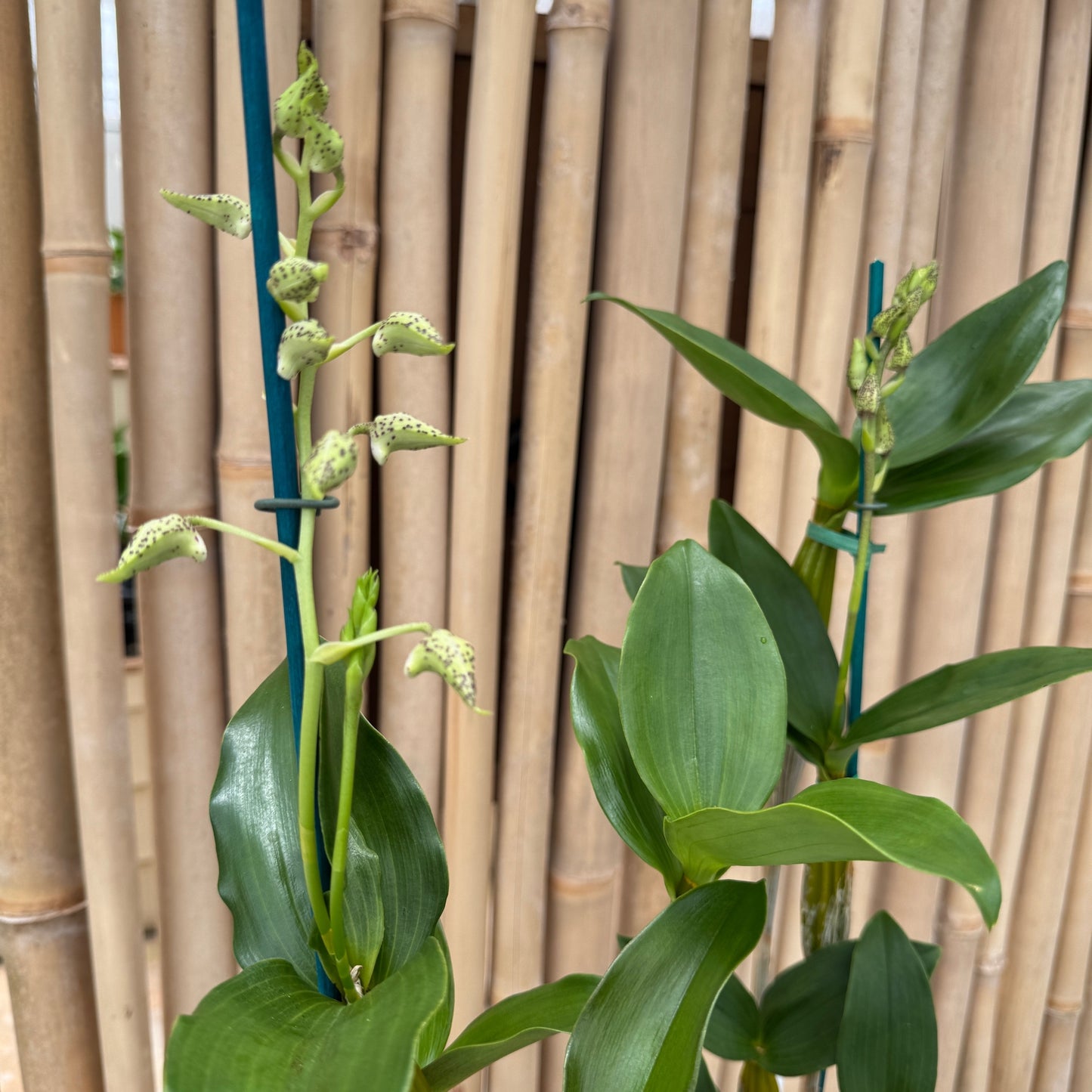 Den. Royal Chip 'Pinkie' x Den. polysema (5.5" Pot - Budded)