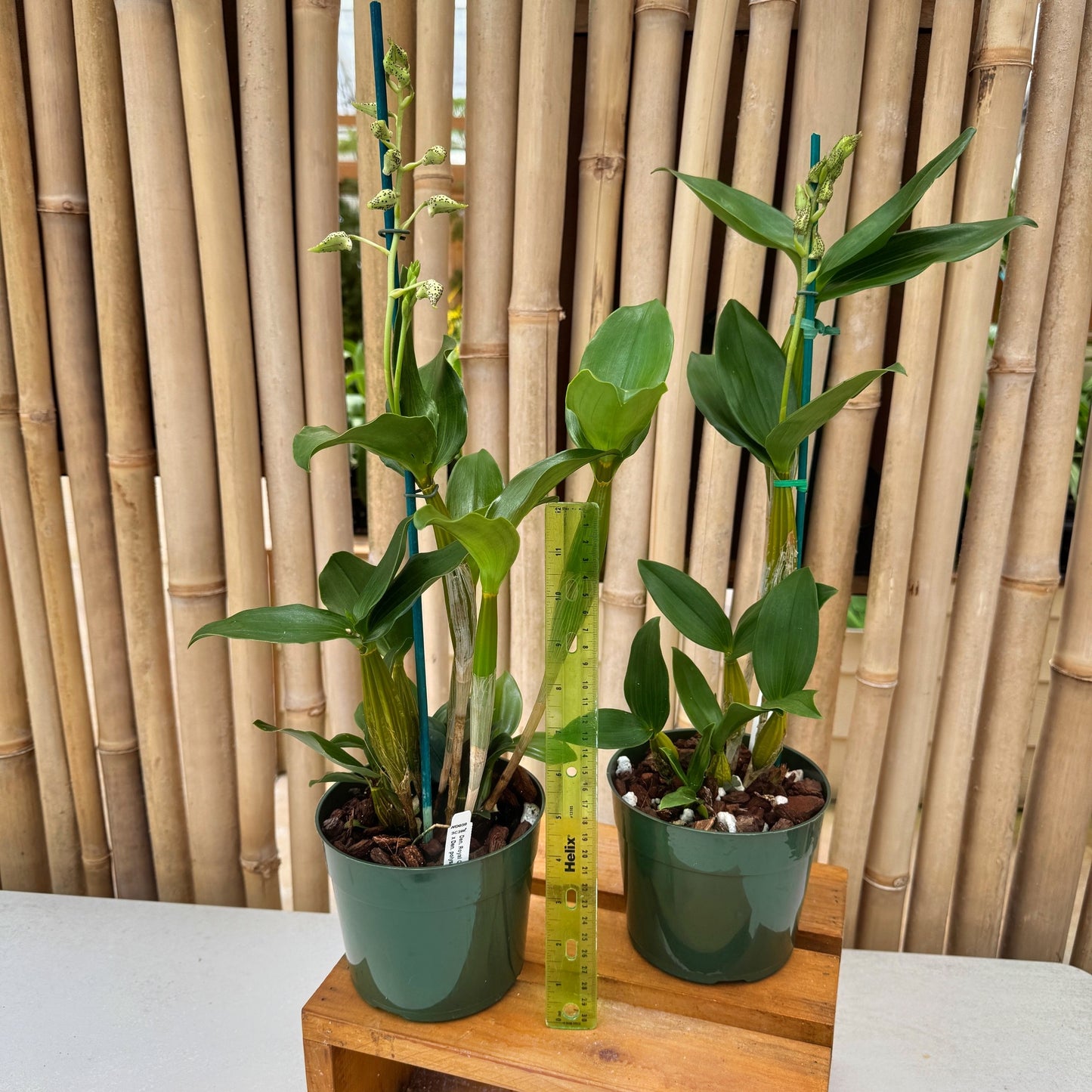 Den. Royal Chip 'Pinkie' x Den. polysema (5.5" Pot - Budded)