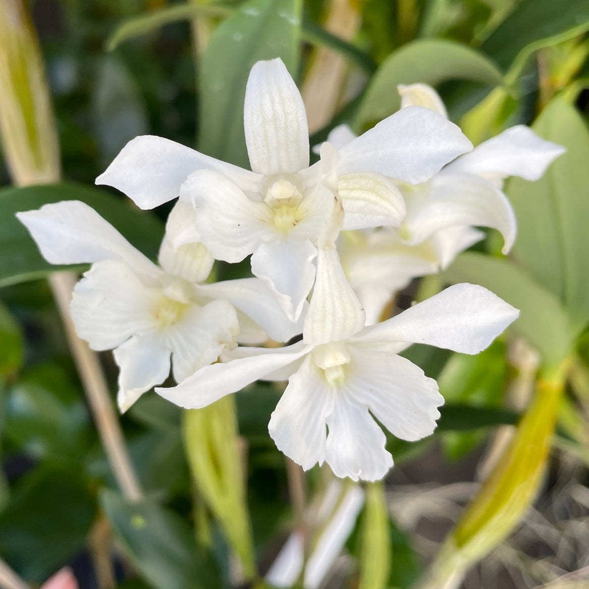 Den. Mini Snowflake (4" Pot) - Not Blooming