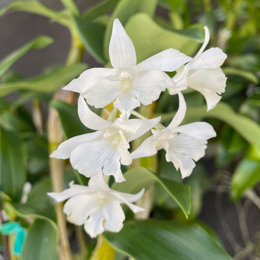 Den. Mini Snowflake (4" Pot) - Buds
