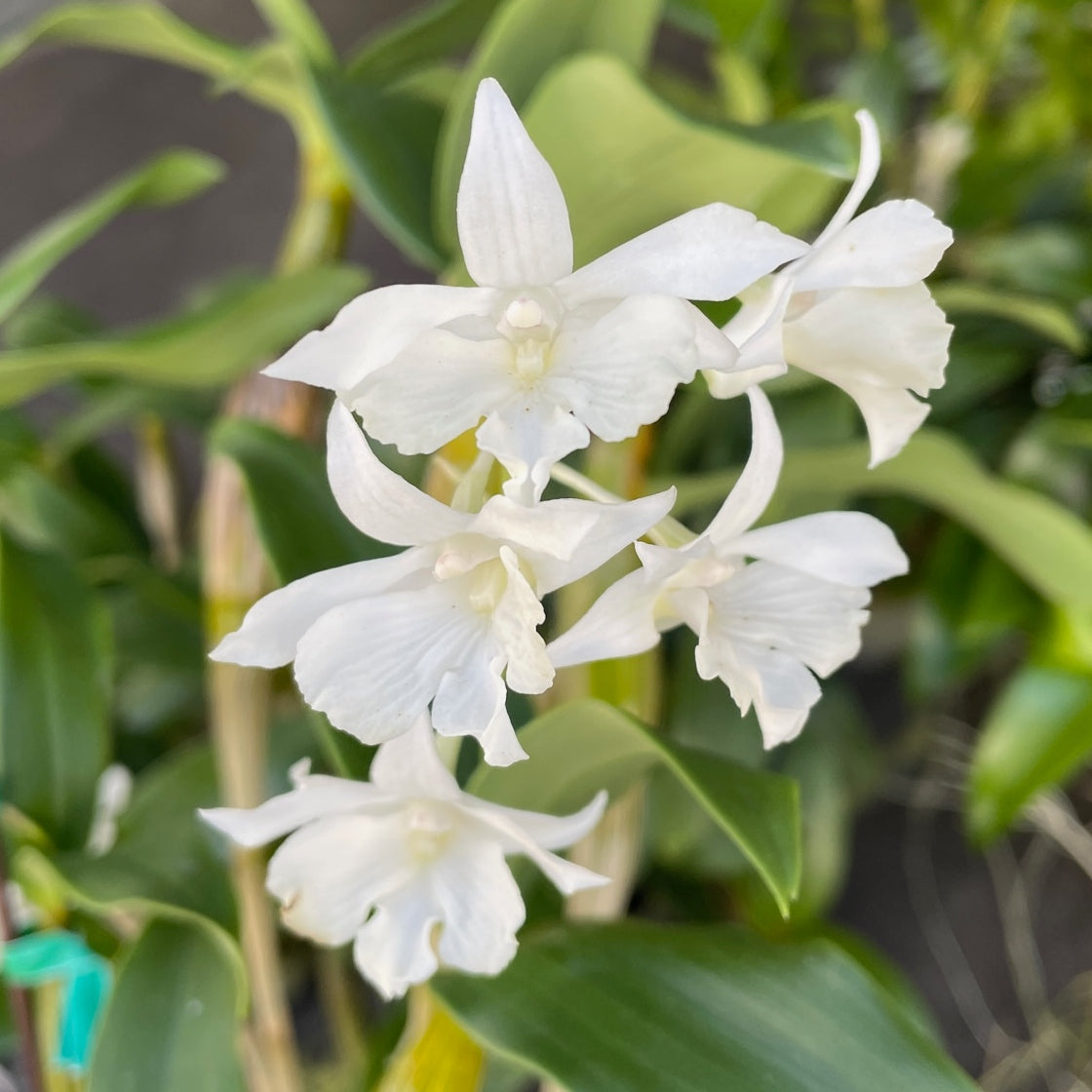 Dendrobium Mini Snowflake (5.5" Pot) - Buds