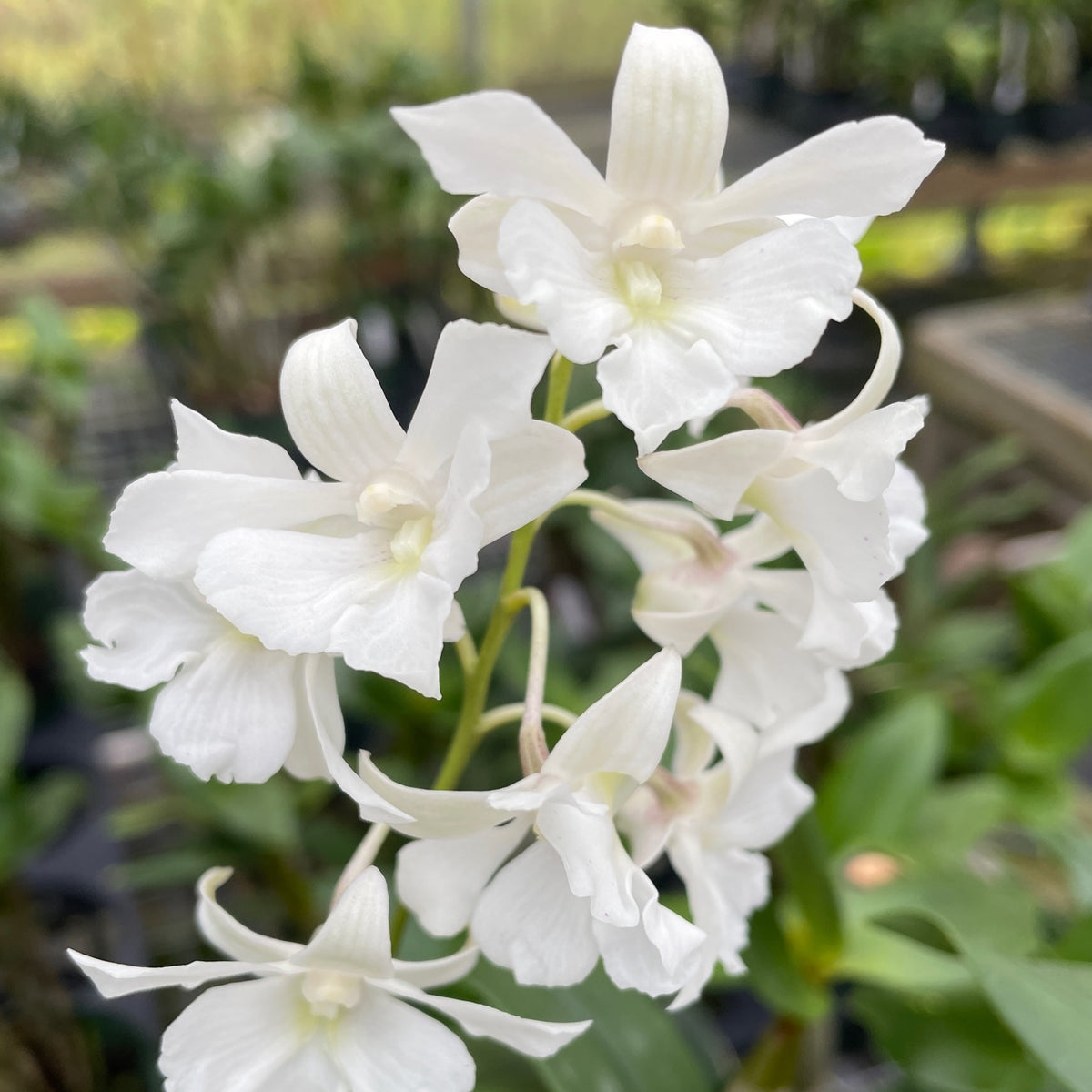 Dendrobium Mini Snowflake (5.5" Pot) - Buds