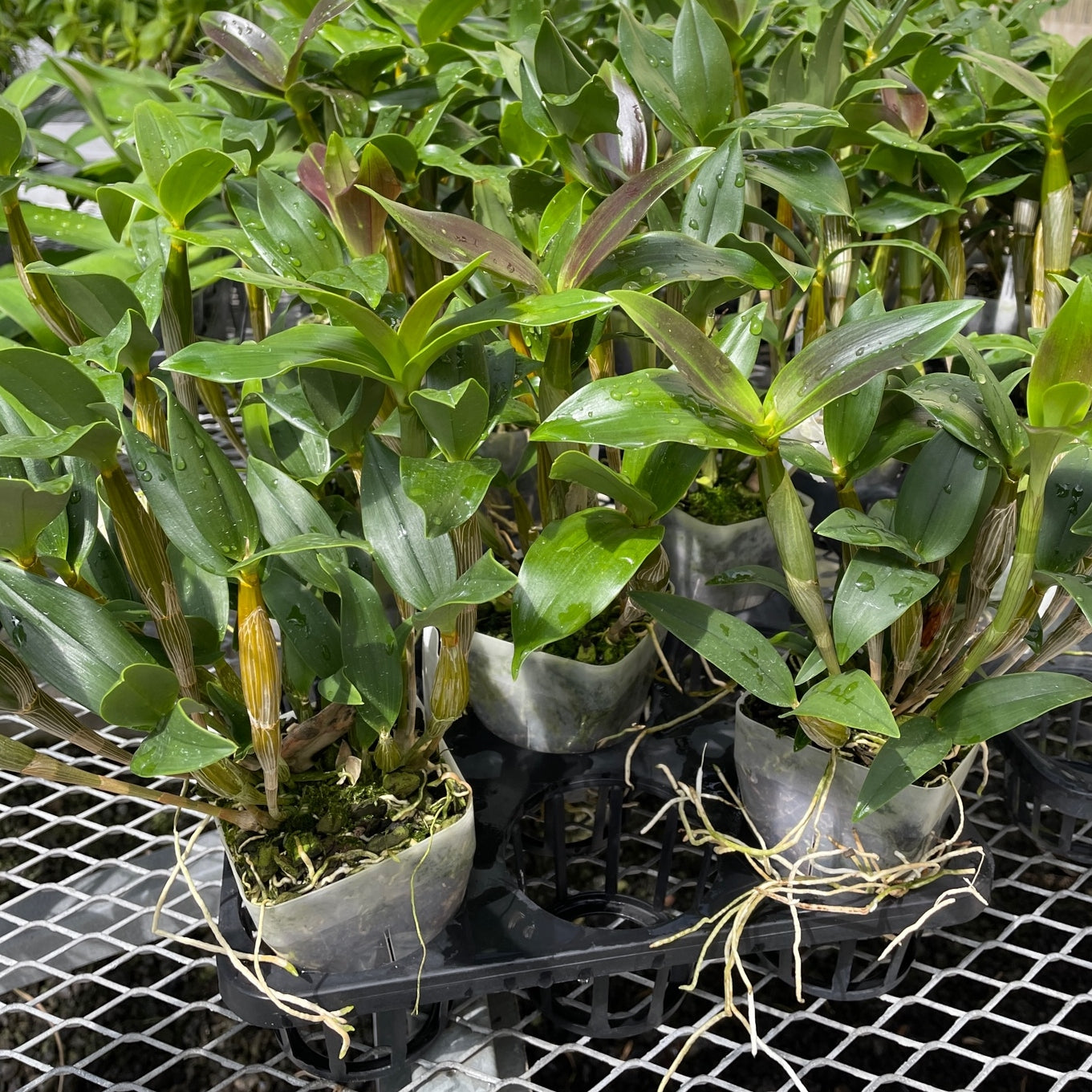 Den. Mini Snowflake (4" Pot) - Not Blooming