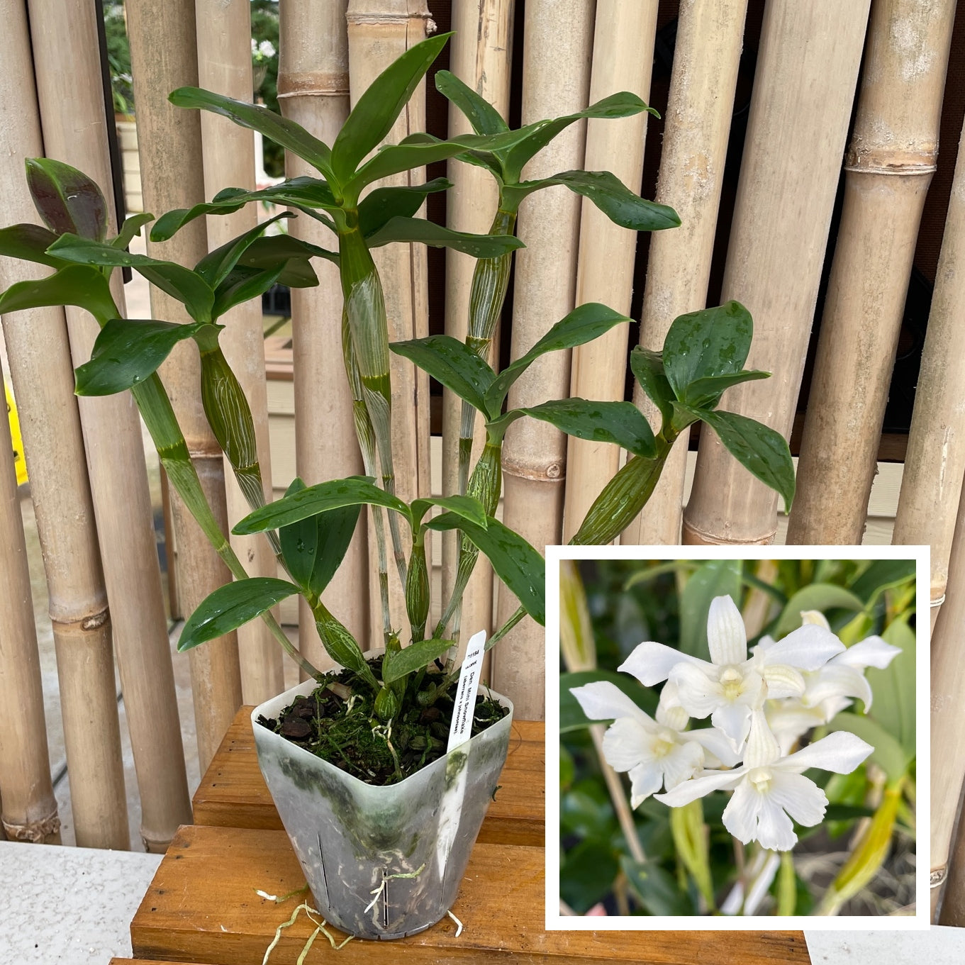 Den. Mini Snowflake (4" Pot) - Not Blooming