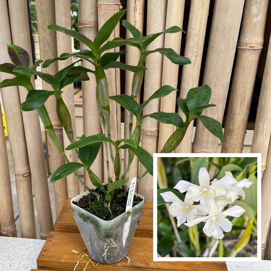 Den. Mini Snowflake (4" Pot) - Not Blooming